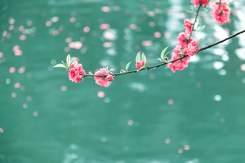 盛世花開紅塵里，紫陌香菱恰逢君