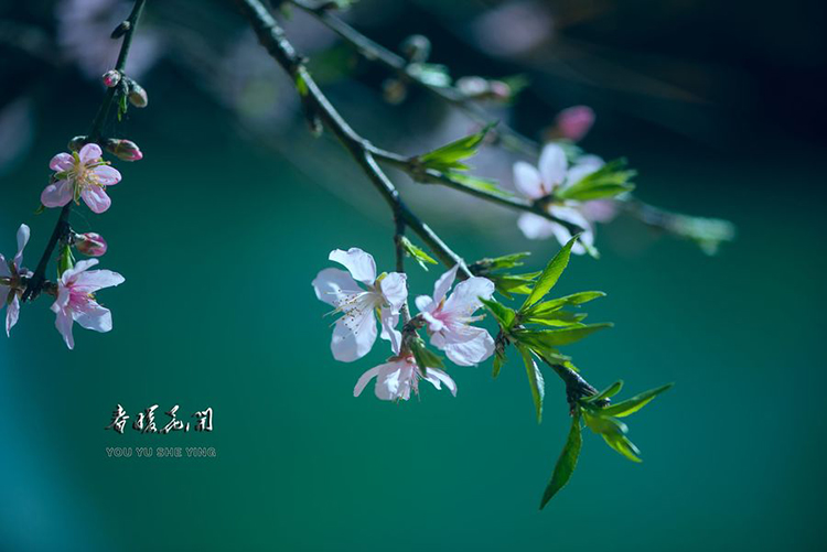 詩詞 | 小樓聽雨，雨中觀花，浪漫了整個春天