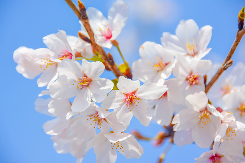 盛世花開紅塵里，紫陌香菱恰逢君(圖2)