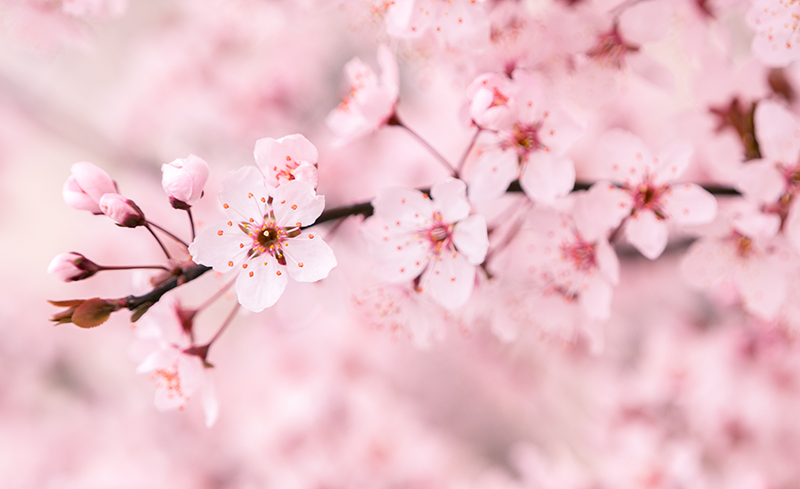 盛世花開紅塵里，紫陌香菱恰逢君(圖3)