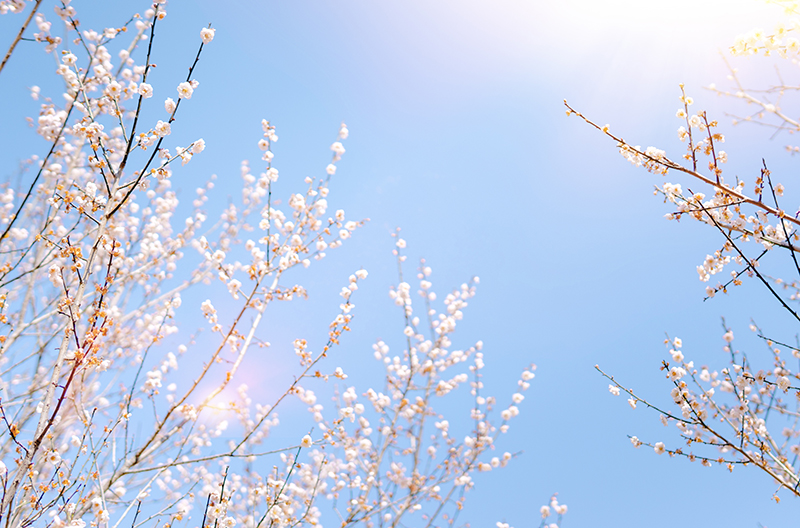 盛世花開紅塵里，紫陌香菱恰逢君(圖4)